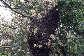 Bienenschwarm im Schulgarten