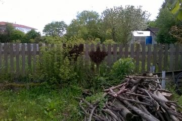 Bienenschwarm im Schulgarten